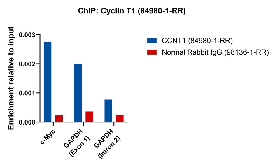 ChIP experiment of HCT 116 using 84980-1-RR