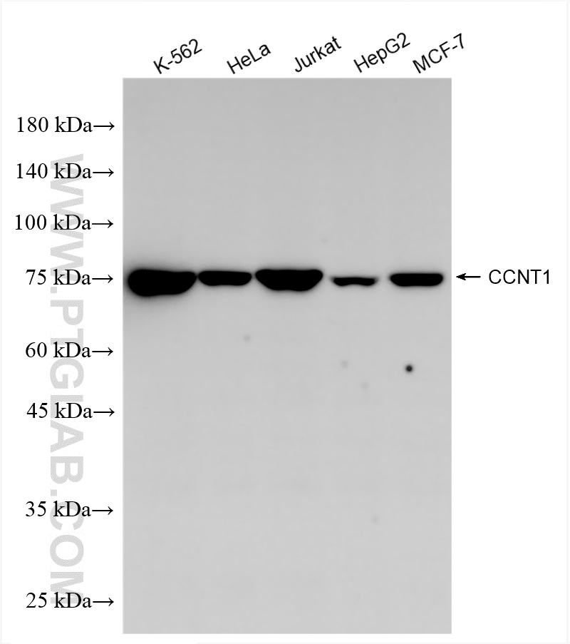 WB analysis using 84980-1-RR