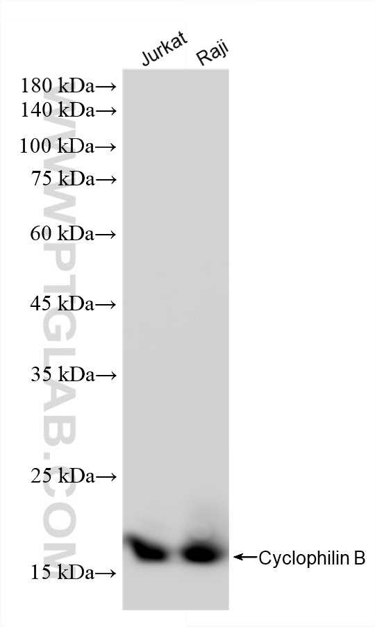 WB analysis using 86744-1-RR (same clone as 86744-1-PBS) WB analysis using 86744-1-RR (same clone as 86744-1-PBS)
