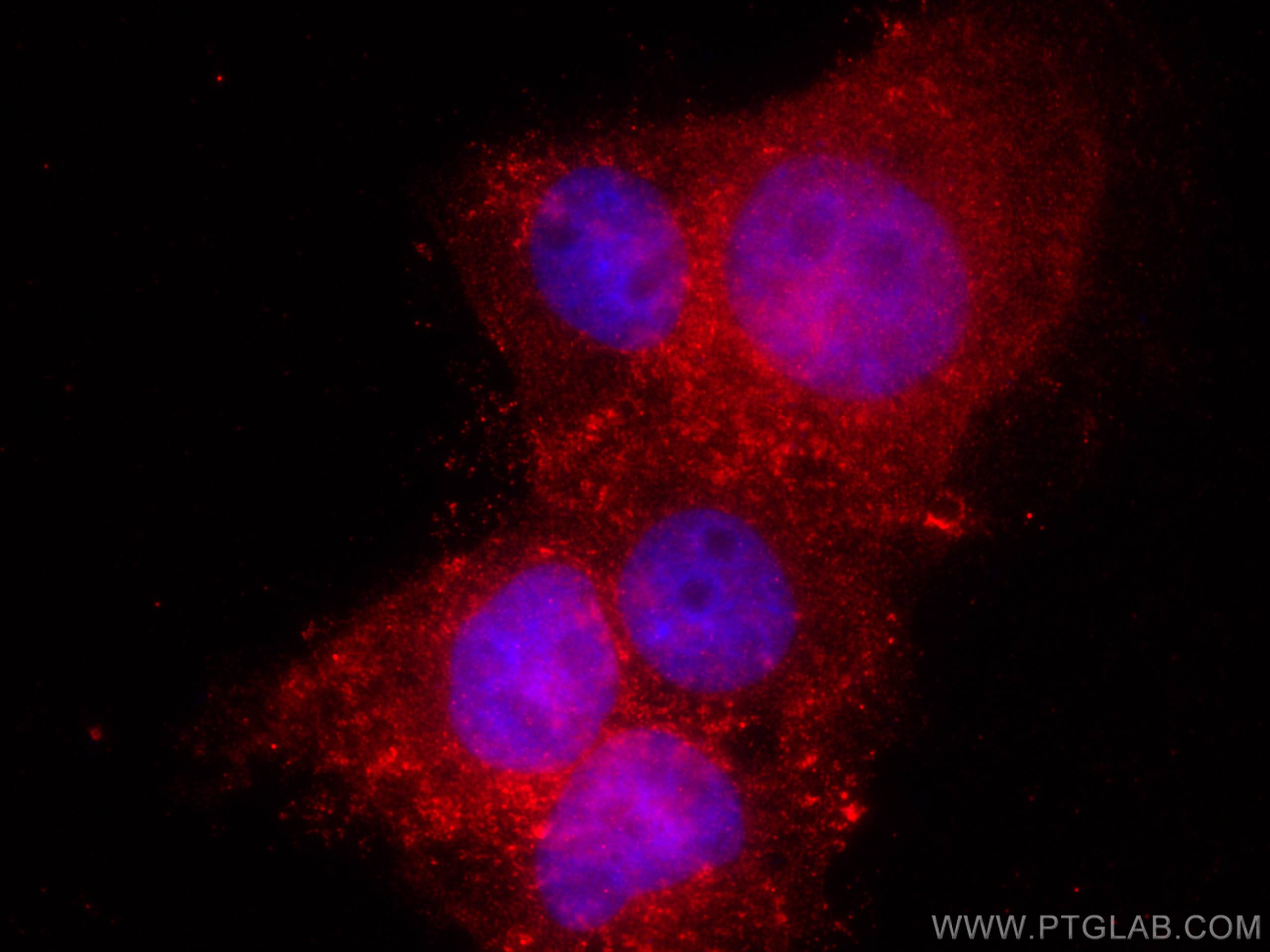 IF Staining of A431 using 66812-1-Ig