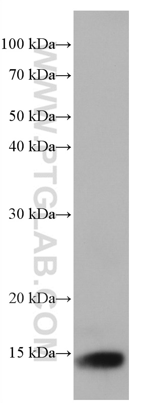 WB analysis of U-937 using 66812-1-Ig