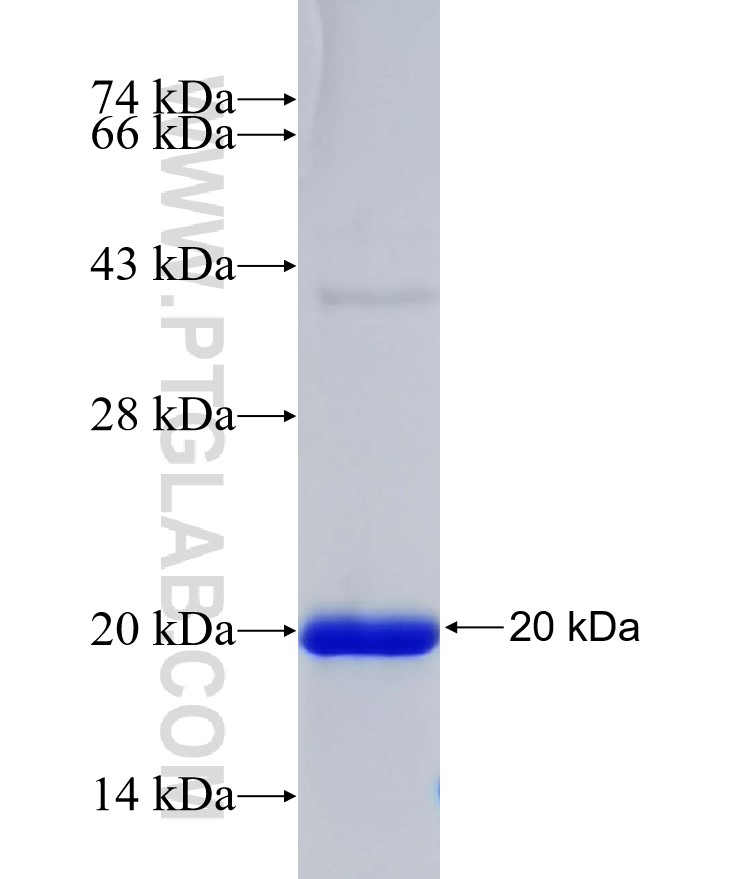 Cystatin C fusion protein Ag24884 SDS-PAGE