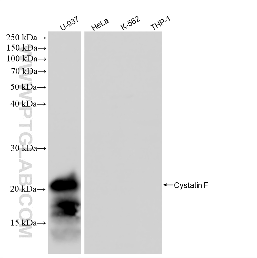 WB analysis using 87771-1-RR (same clone as 87771-1-PBS)