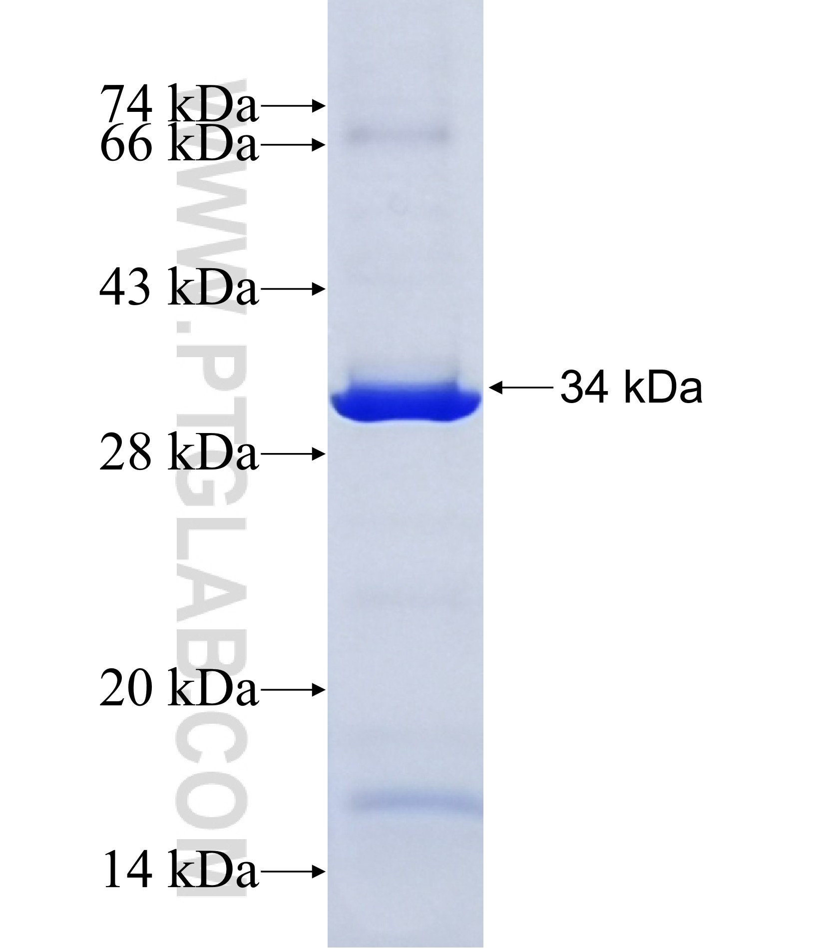 Cystatin F fusion protein Ag42595 SDS-PAGE Cystatin F fusion protein Ag42595 SDS-PAGE
