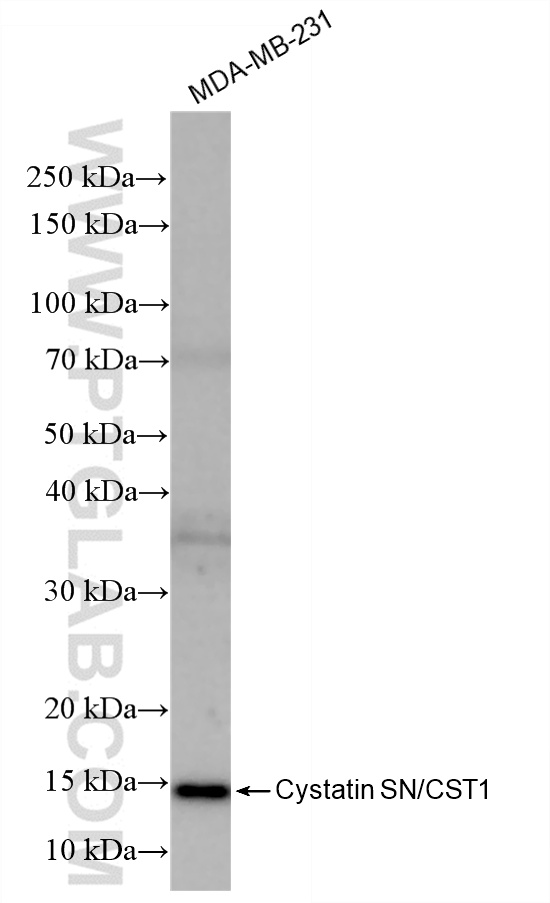 WB analysis using 85403-1-RR (same clone as 85403-1-PBS)