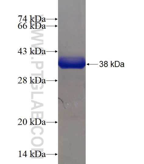 Cytochrome b5 fusion protein Ag3038 SDS-PAGE