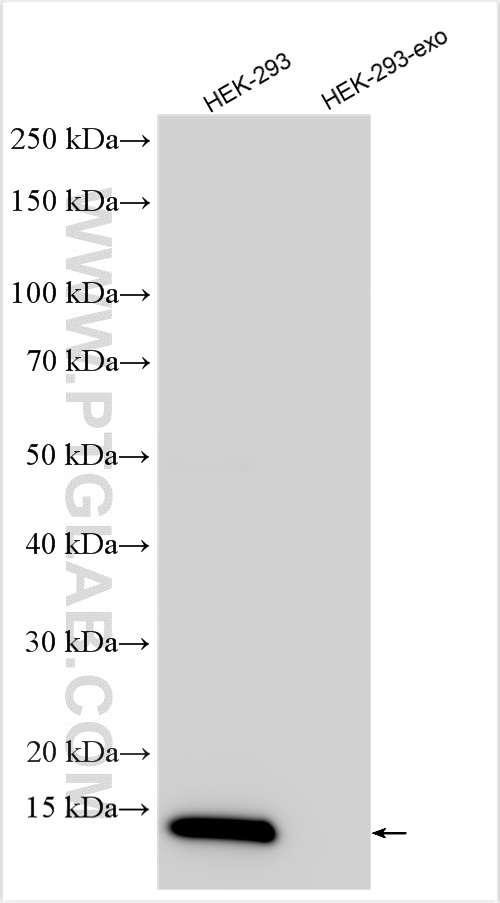 WB analysis of HEK-293 using 66264-1-Ig (same clone as 66264-1-PBS)