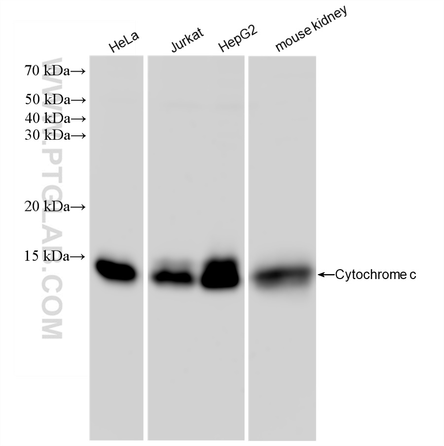 WB analysis using 83276-1-RR (same clone as 83276-1-PBS)