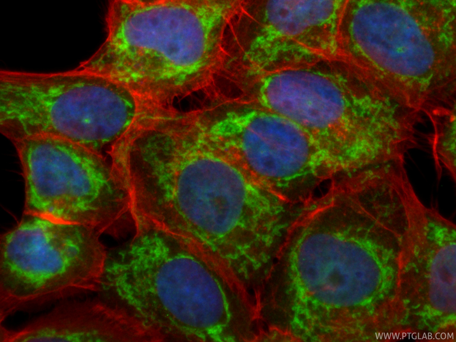 Immunofluorescent analysis of (4% PFA) fixed A431 cells using CoraLite® Plus 488 Cytochrome c antibody (CL488-83276, Clone: 230503E10 ) at dilution of 1:200, CL594-phalloidin (red). IF Staining of A431 using CL488-83276