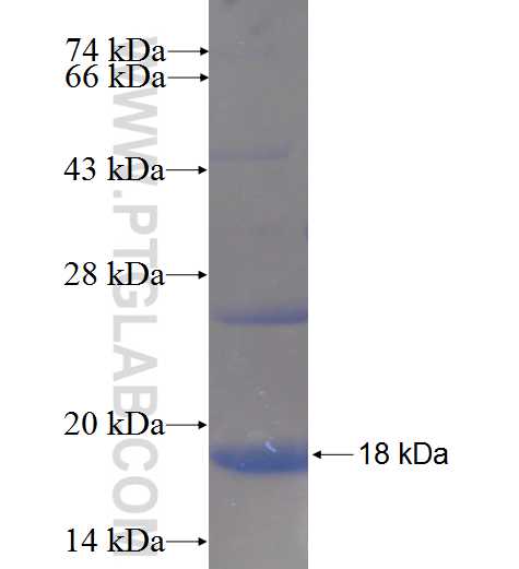 Cytochrome c fusion protein Ag24349 SDS-PAGE