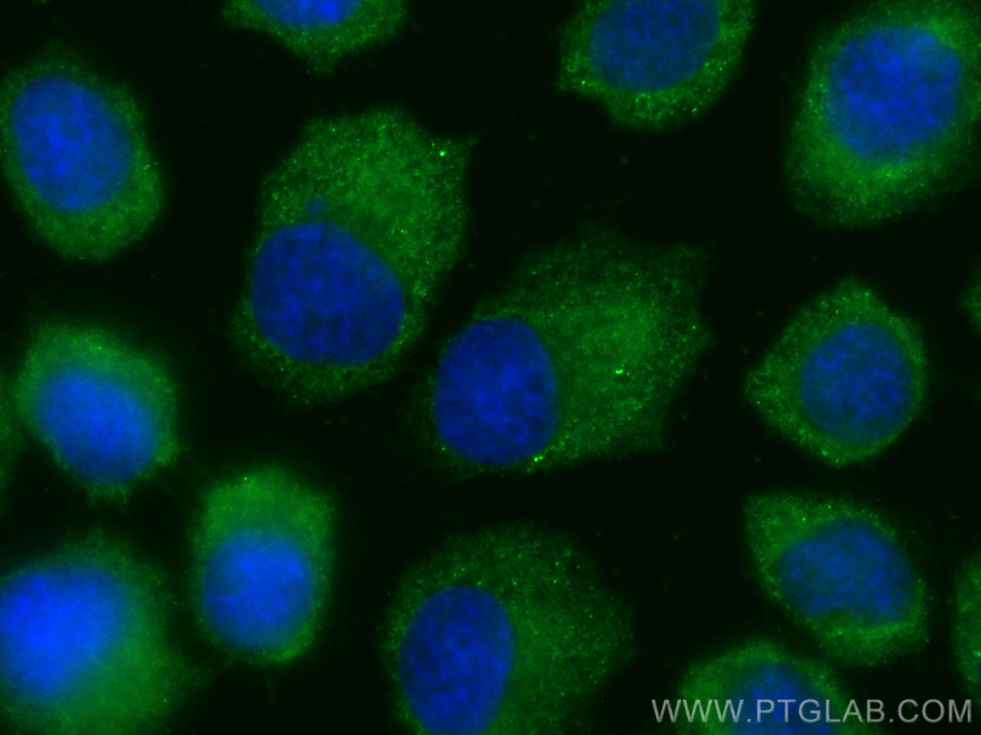 IF Staining of A431 using CL488-16848