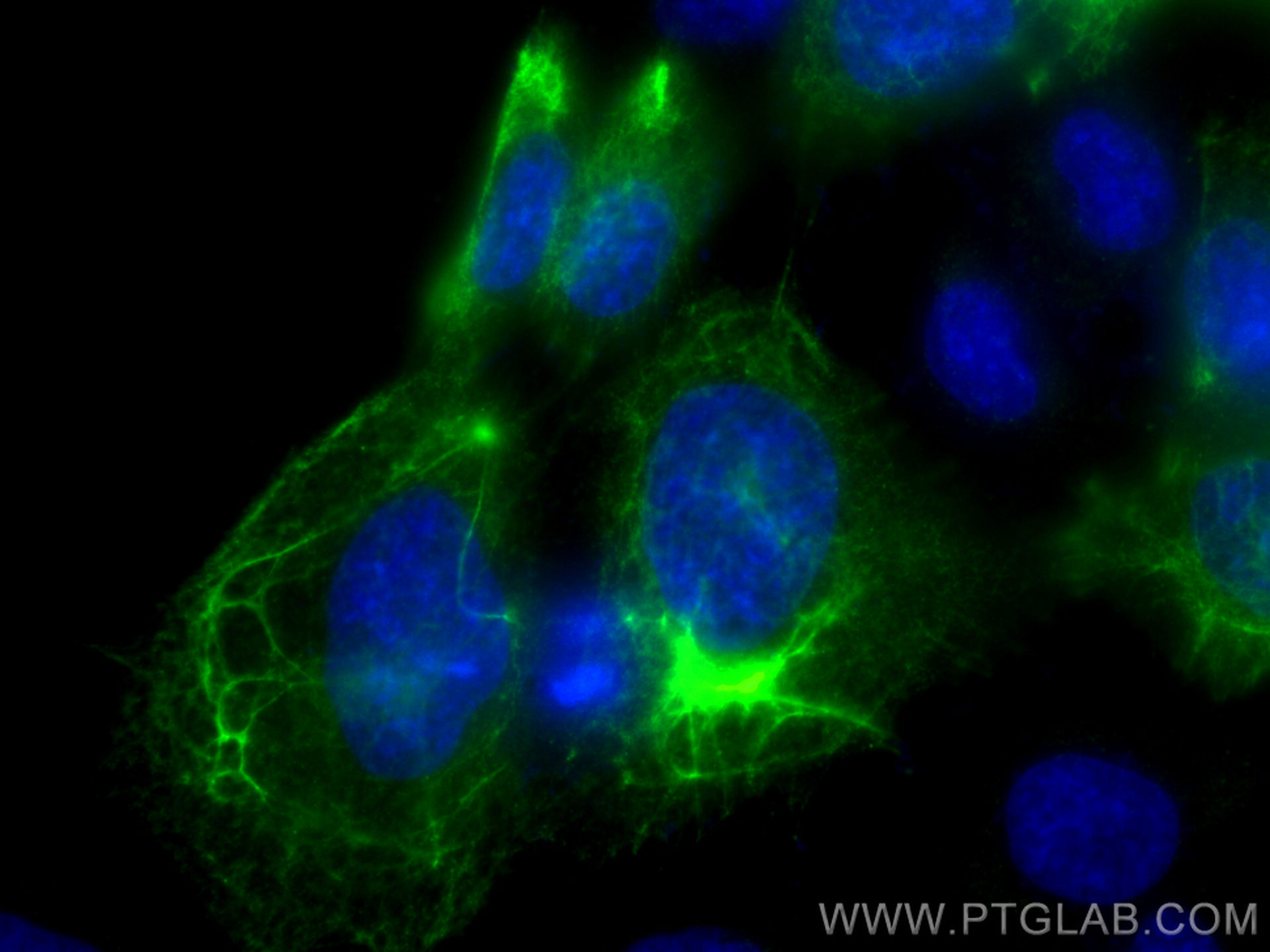 IF Staining of A431 using CL488-10164