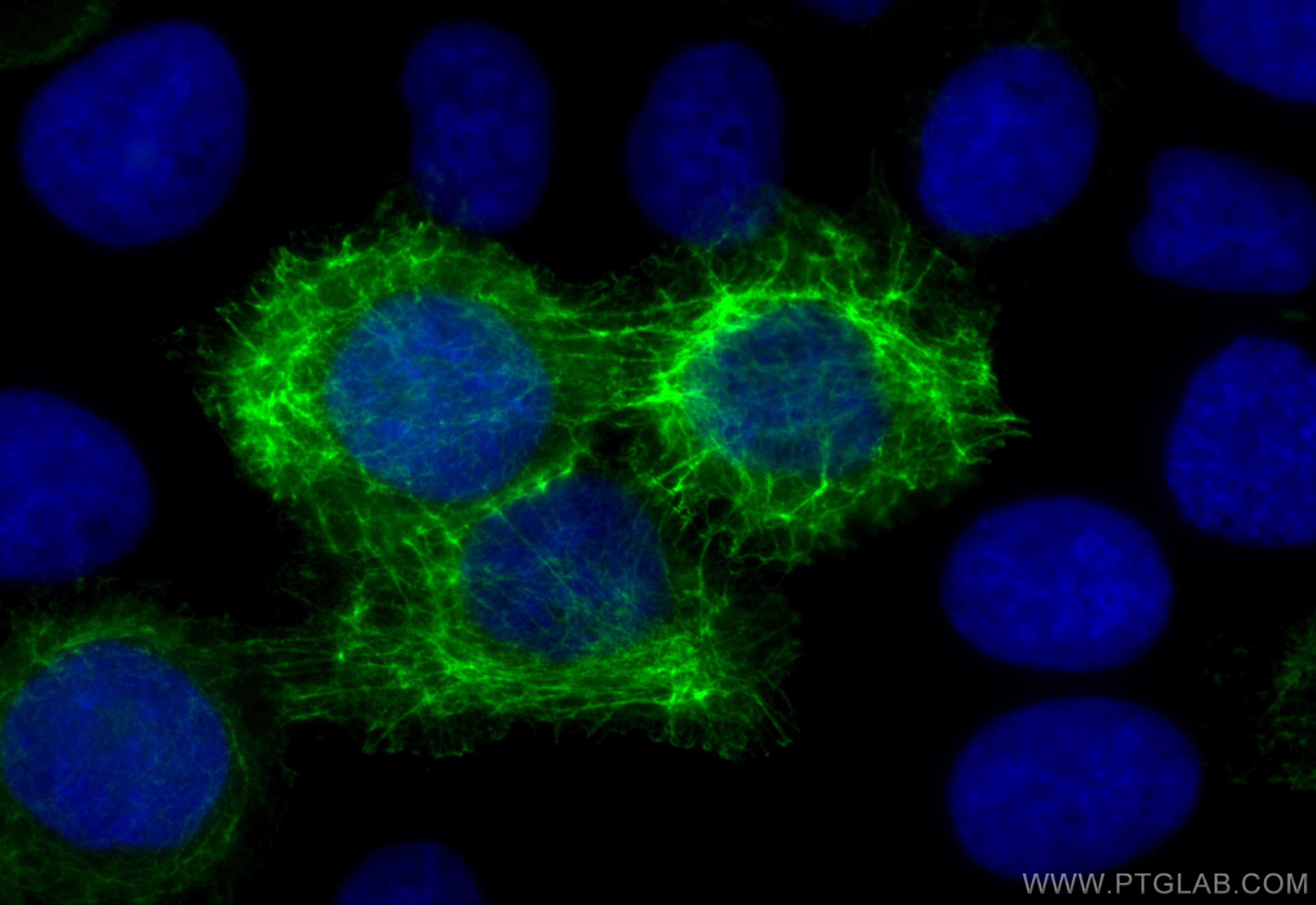 IF Staining of A431 using CL488-83058