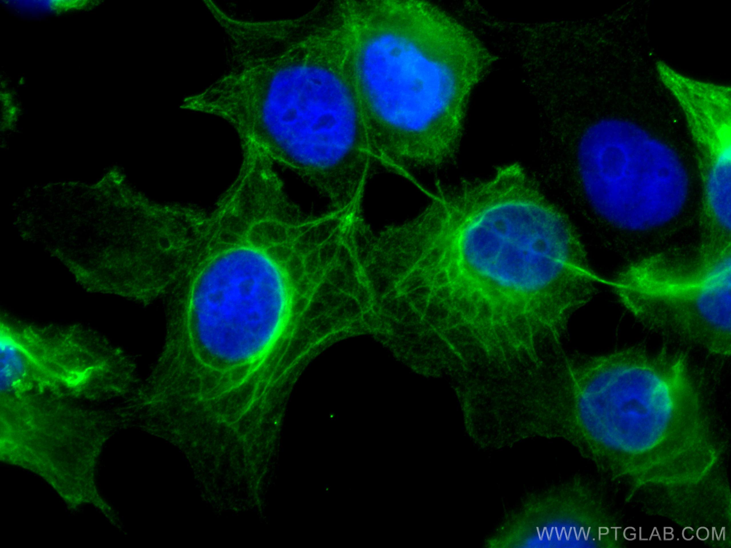 IF Staining of A431 using 66802-1-Ig (same clone as 66802-1-PBS)