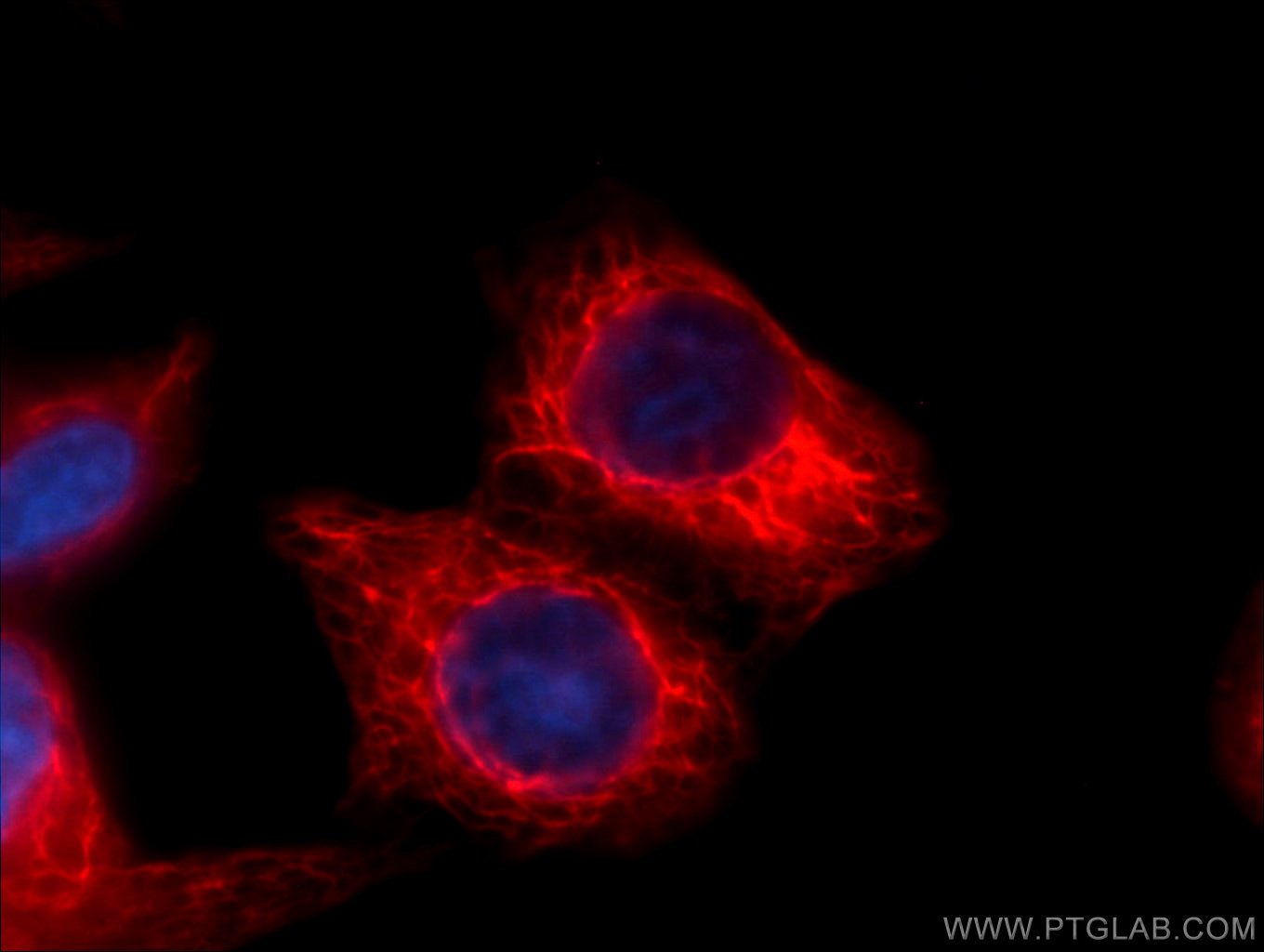 IF Staining of HepG2 using CL594-66187