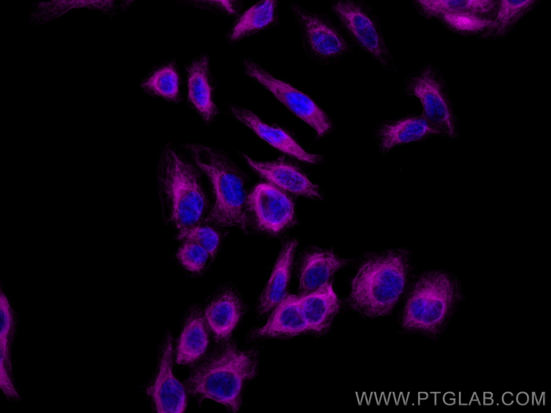 IF Staining of HepG2 using CL647-66187