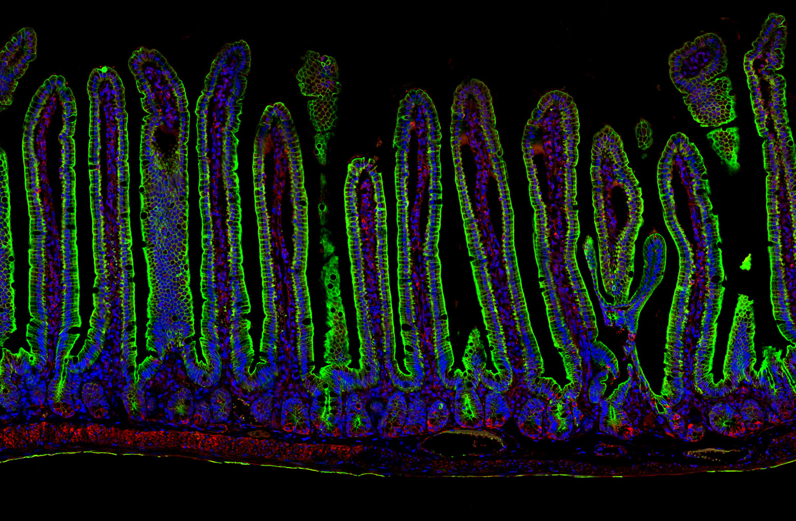 IF Staining of mouse small intestine using CL488-10712