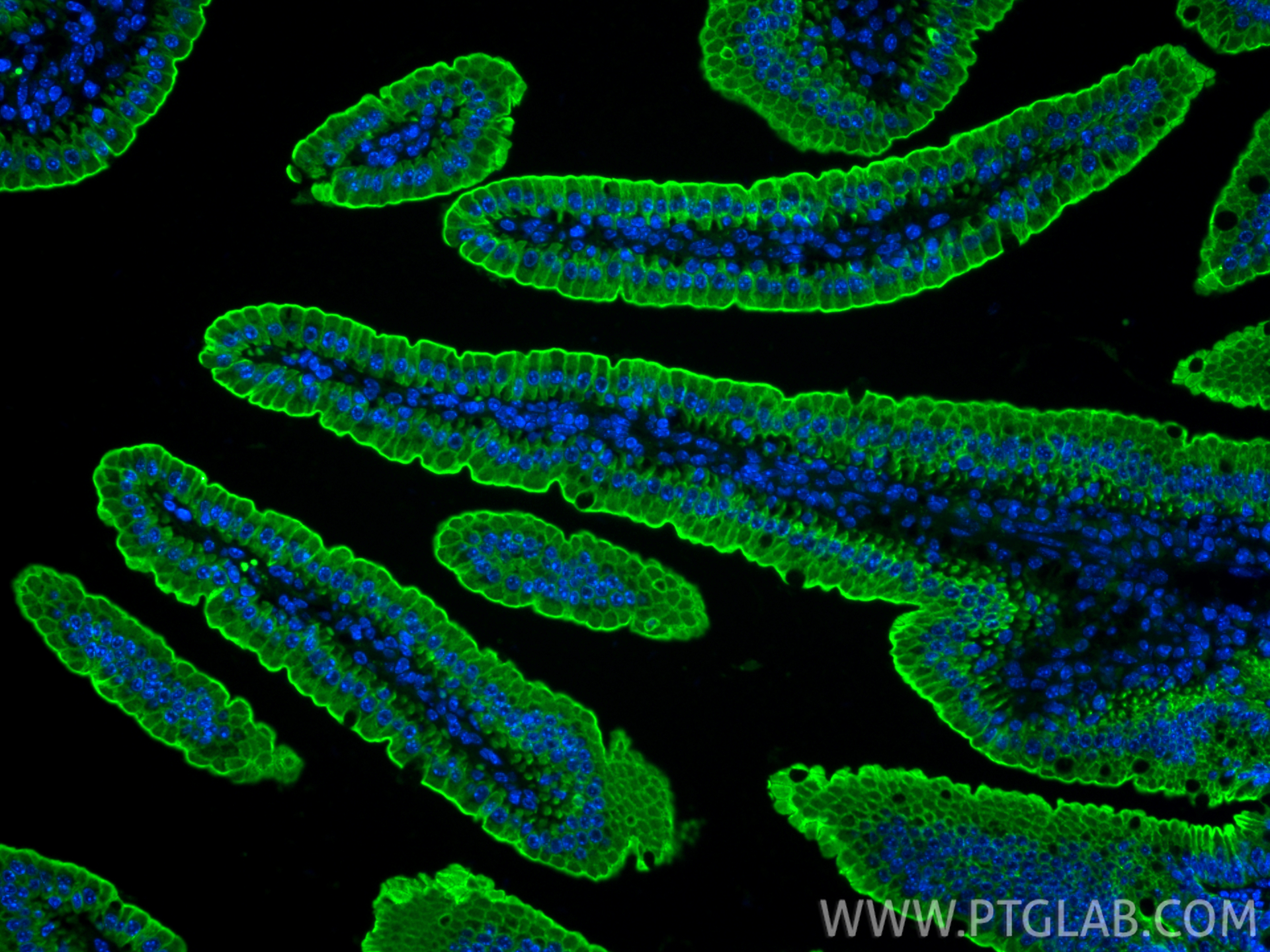 IF Staining of mouse small intestine using CL488-10712