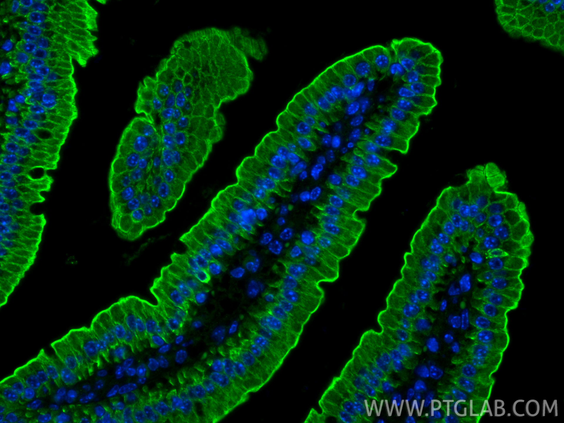 IF Staining of mouse small intestine using CL488-10712