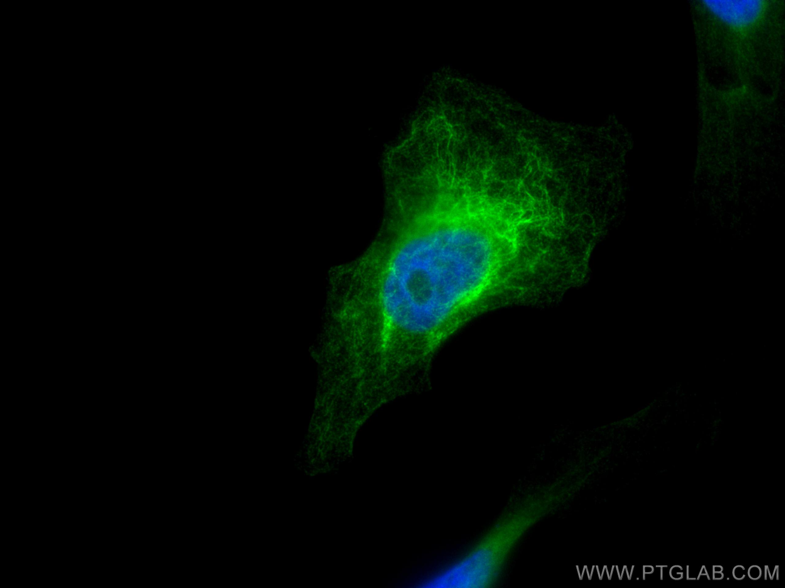 IF Staining of HeLa using CL488-14965