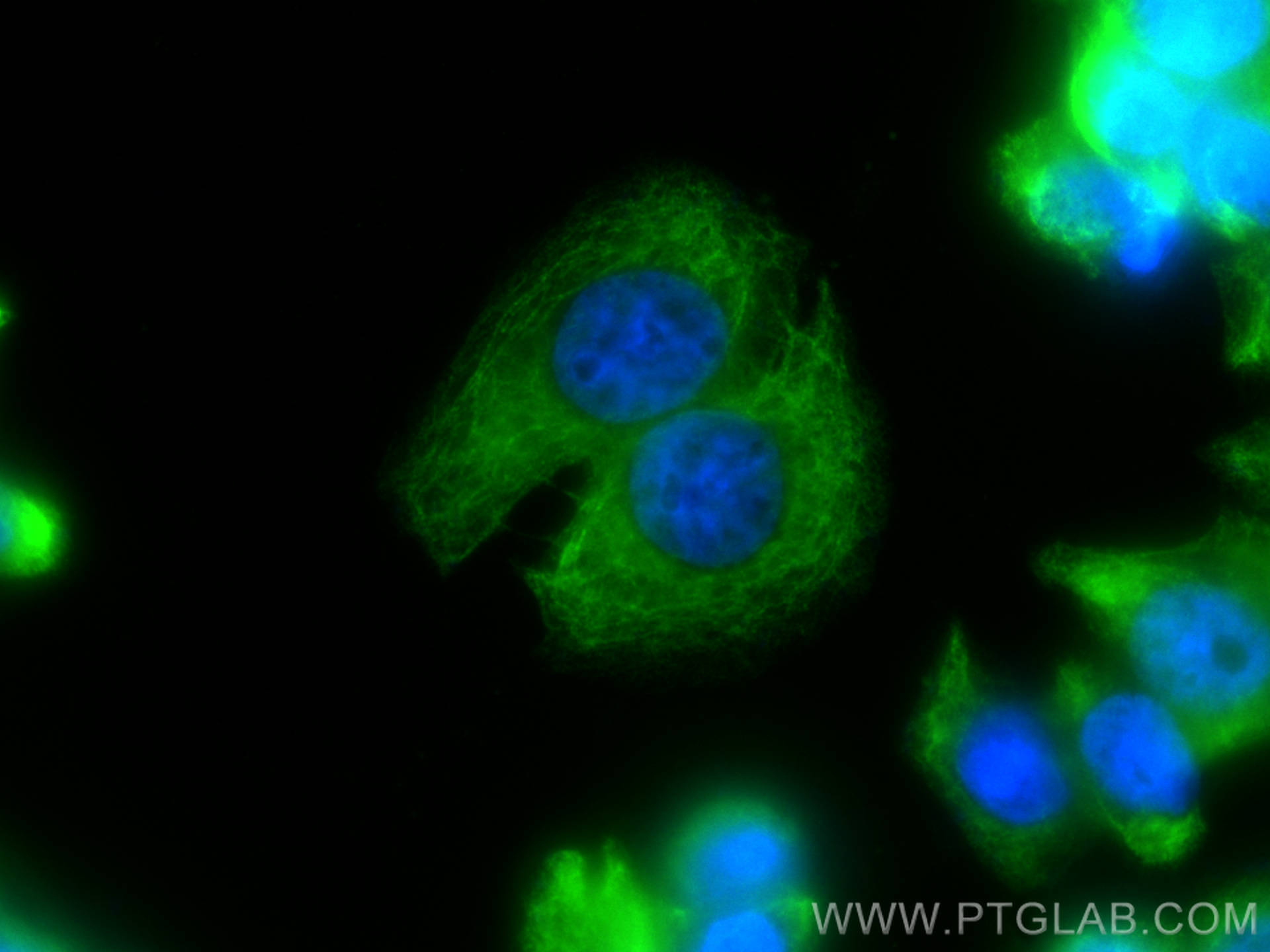 IF Staining of HT-29 using CL488-17329