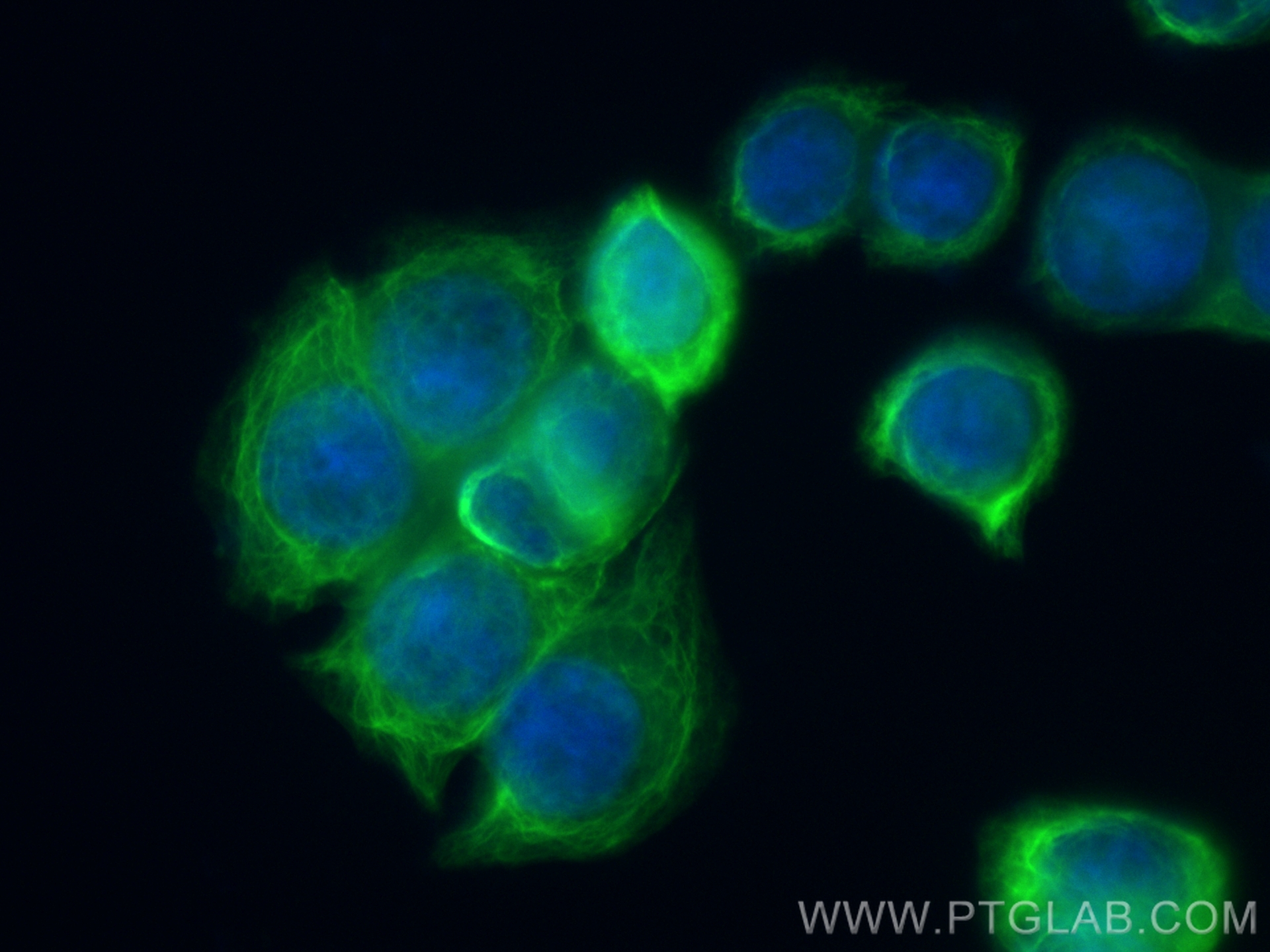 IF Staining of HT-29 using CL488-82428