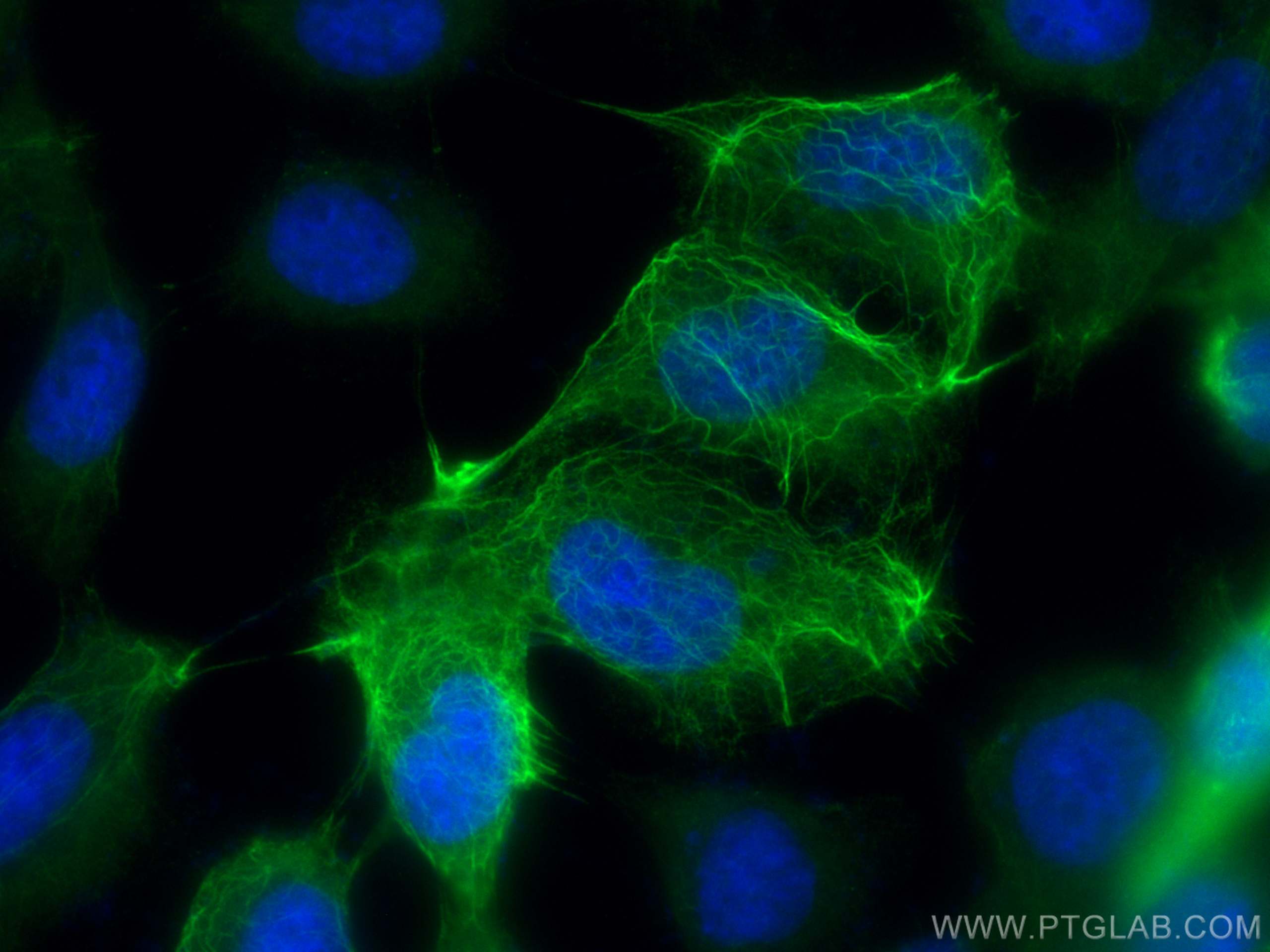 IF Staining of A431 using CL488-10590