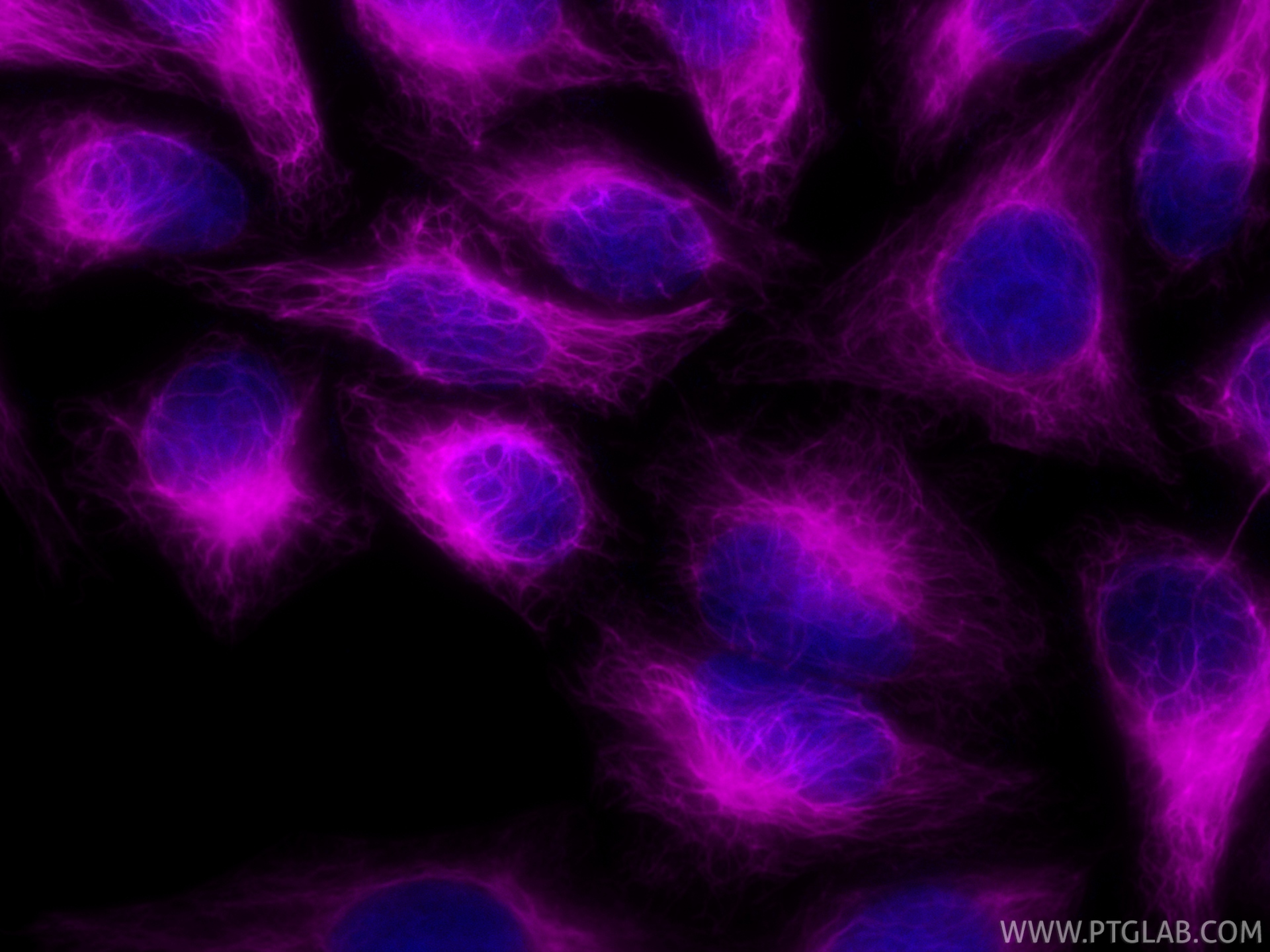 IF Staining of HepG2 using CL647-86153-7