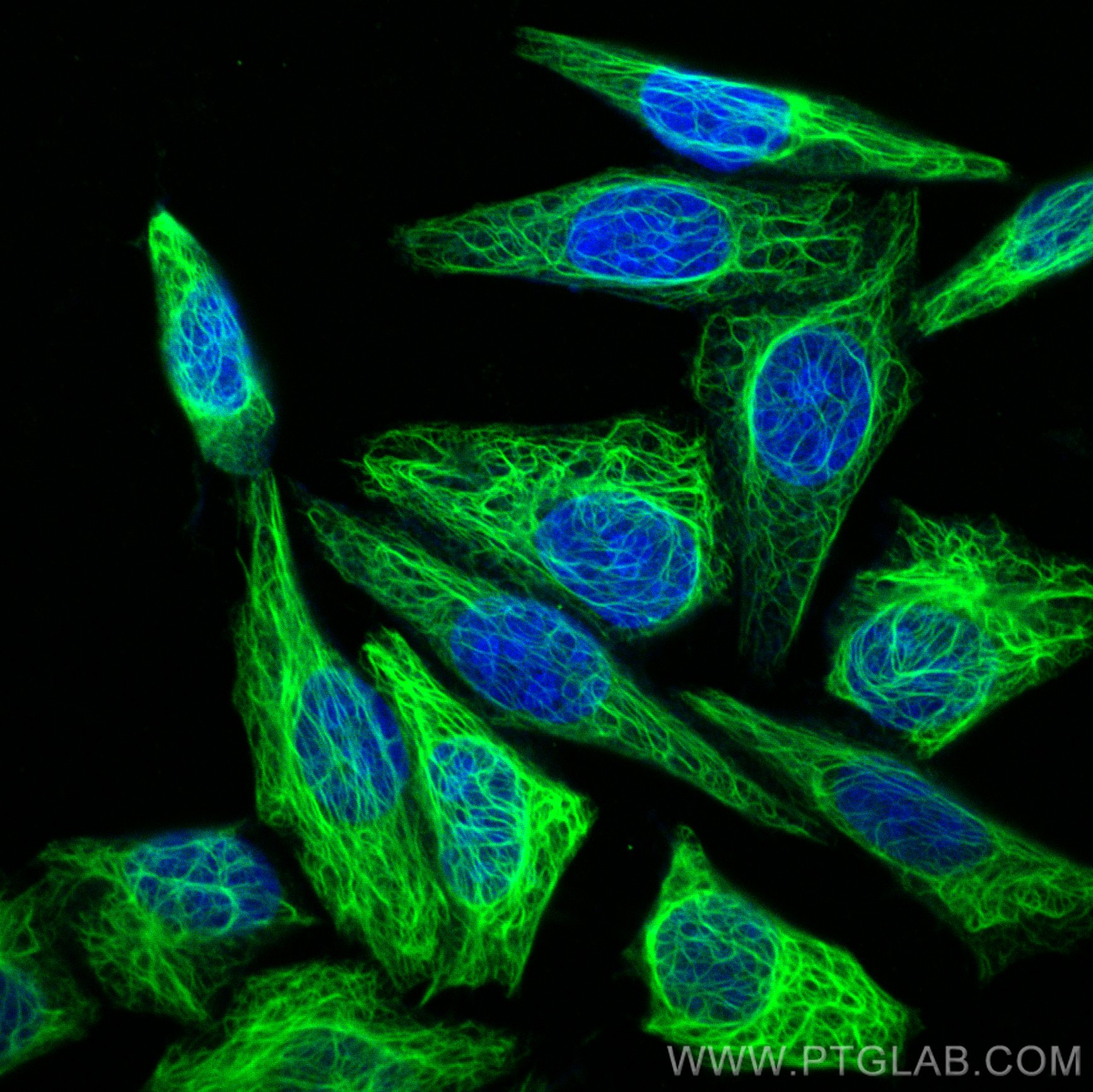 IF Staining of HepG2 using CL488-17513