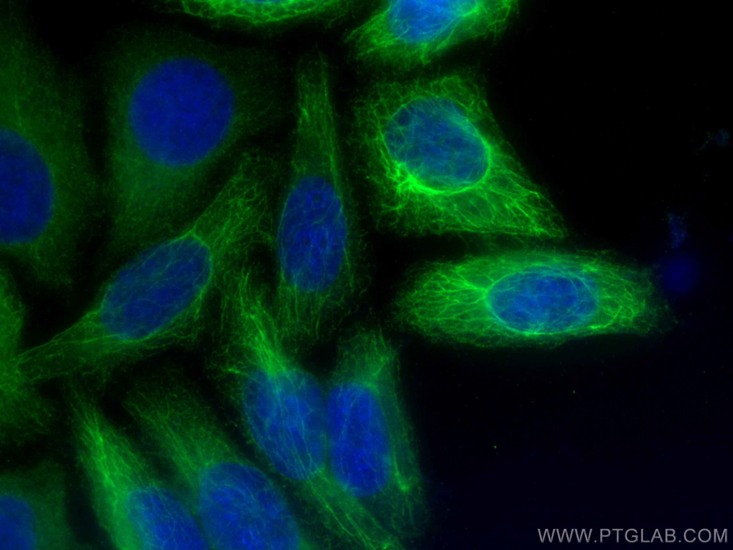 IF Staining of HepG2 using 27105-1-AP