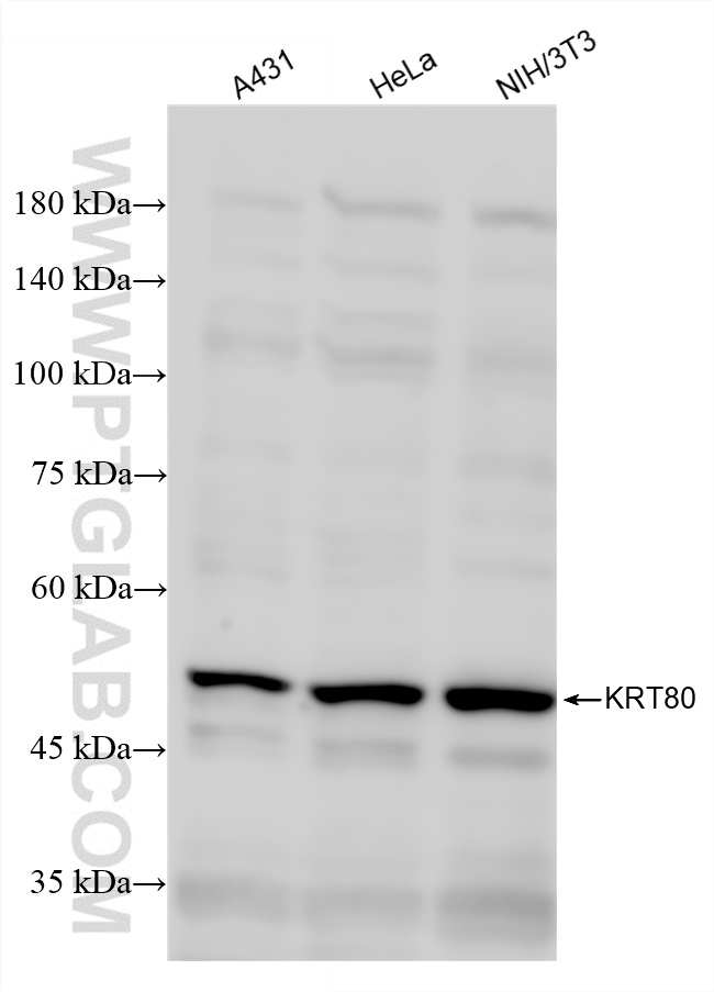WB analysis using 86313-1-RR