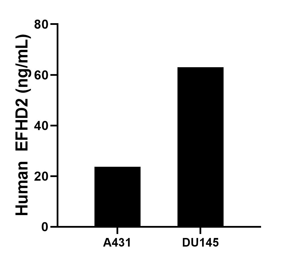 The mean EFHD2 concentration was determined to be 23.7 ng/mL in A431cell extract based on a 1.2 mg/mL extract load, 63.0 ng/mL in DU145 cell extract based on a 2.3 mg/mL extract load. Cytometric bead array sample test of MP00269-2