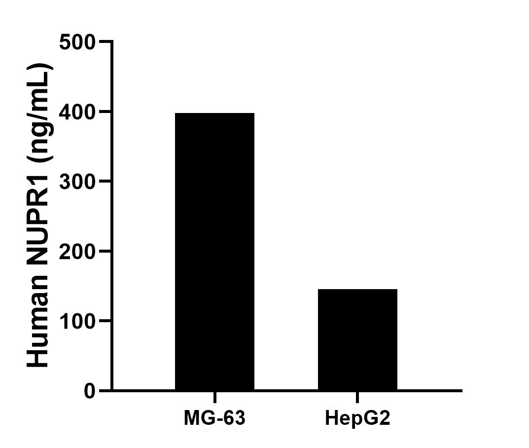 The mean NUPR1 concentration was determined to be 397.9 ng/mL in MG-63 cell extract based on a 1.2 mg/mL extract load, 145.7 ng/mL in HepG2 cell extract based on a 1.2 mg/mL extract load. Cytometric bead array sample test of MP00339-2