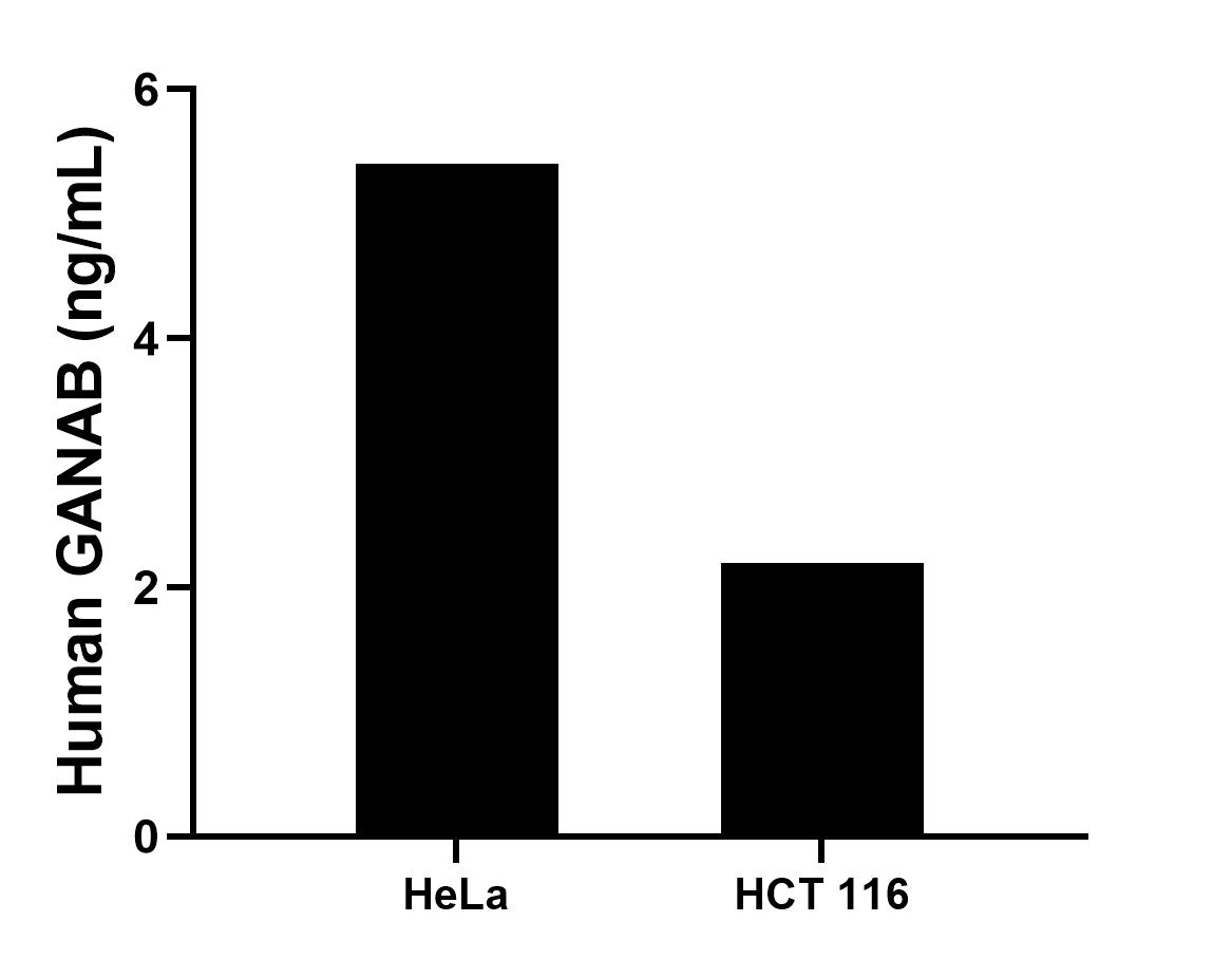 The mean GANAB concentration was determined to be 5.4 ng/mL in HeLa cell extract based on a 1.2 mg/mL extract load, 2.2 ng/mL in HCT 116 cell extract based on a 1.2 mg/mL extract load. Cytometric bead array sample test of MP00350-1