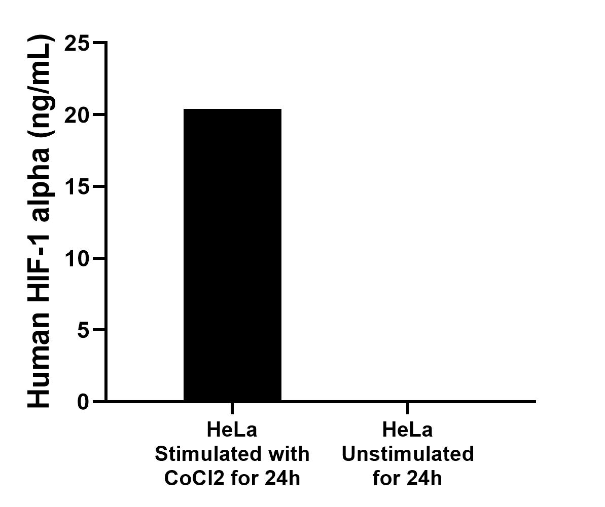 Based on a 1.0 mg/mL extract load, the mean HIF-1 alpha concentration was 0.2 ng/mL in untreated HeLa cell extracts and 20.4 ng/mL in HeLa cell extract treated with 400 µM CoCl2 for 24 hours. Based on a 1.0 mg/mL extract load, the mean HIF-1 alpha concentration was 0.2 ng/mL in untreated HeLa cell extracts and 20.4 ng/mL in HeLa cell extract treated with 400 µM CoCl2 for 24 hours.