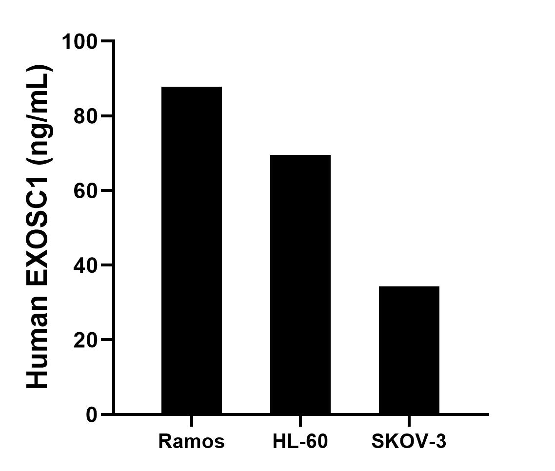 The mean EXOSC1 concentration was determined to be 87.8 ng/mL in Ramos cell extract based on a 1.2 mg/mL extract load, 69.5 ng/mL in HL-60 cell extract based on a 1.3 mg/mL extract load, 34.3 ng/mL in SKOV-3 cell extract based on a 1.2 mg/mL extract load. The mean EXOSC1 concentration was determined to be 87.8 ng/mL in Ramos cell extract based on a 1.2 mg/mL extract load, 69.5 ng/mL in HL-60 cell extract based on a 1.3 mg/mL extract load, 34.3 ng/mL in SKOV-3 cell extract based on a 1.2 mg/mL extract load.