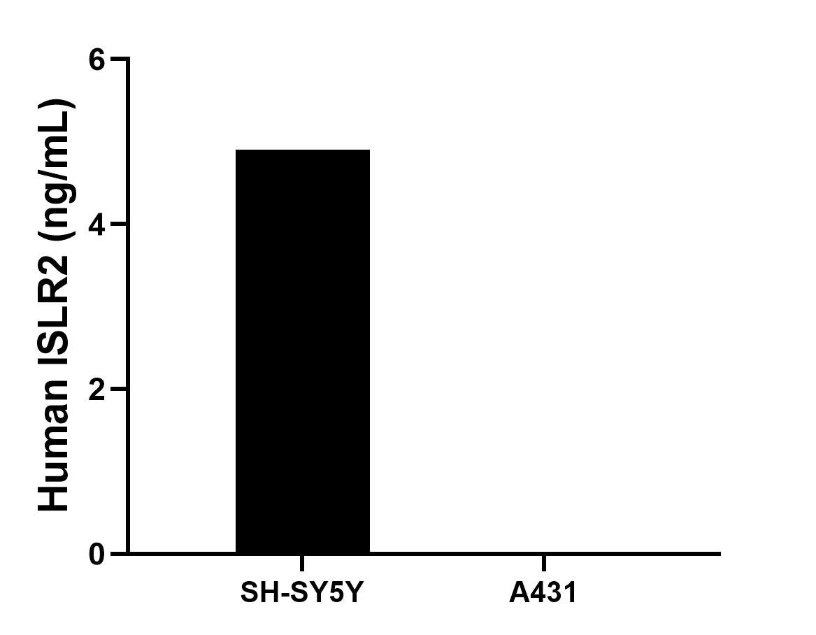 The mean ISLR2 concentration was determined to be 4.9 ng/mL in SH-SY5Y cell extract based on a 1.5 mg/mL extract load, A431 cell extract were served as a negative control. Cytometric bead array sample test of MP00978-1