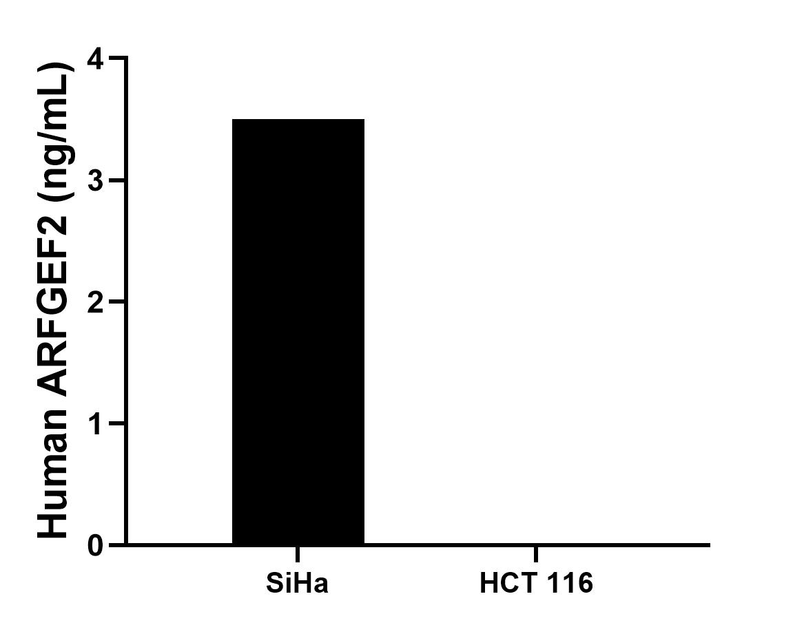 The mean ARFGEF2 concentration was determined to be 3.5 ng/mL in SiHa cell extract based on a 1.2 mg/mL extract load, HCT 116 cell extract were served as a negative control. The mean ARFGEF2 concentration was determined to be 3.5 ng/mL in SiHa cell extract based on a 1.2 mg/mL extract load, HCT 116 cell extract were served as a negative control.