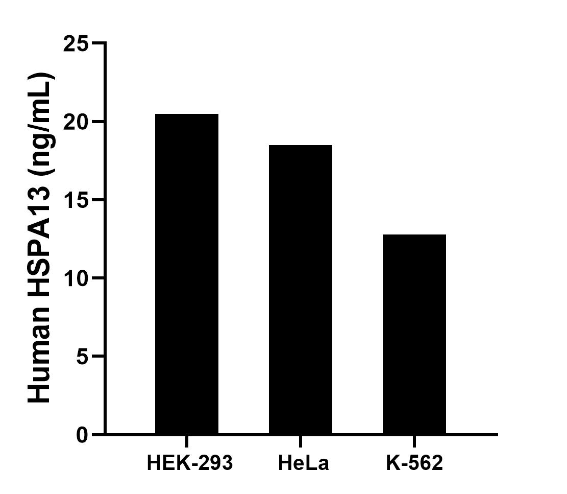 The mean HSPA13 concentration was determined to be 20.5 ng/mL in HEK-293 cell extract based on a 1.2 mg/mL extract load, 18.5 ng/mL in HeLa cell extract based on a 1.2 mg/mL extract load, 12.8 ng/mL in K-562 cell extract based on a 1.2 mg/mL extract load. Cytometric bead array sample test of MP01302-2