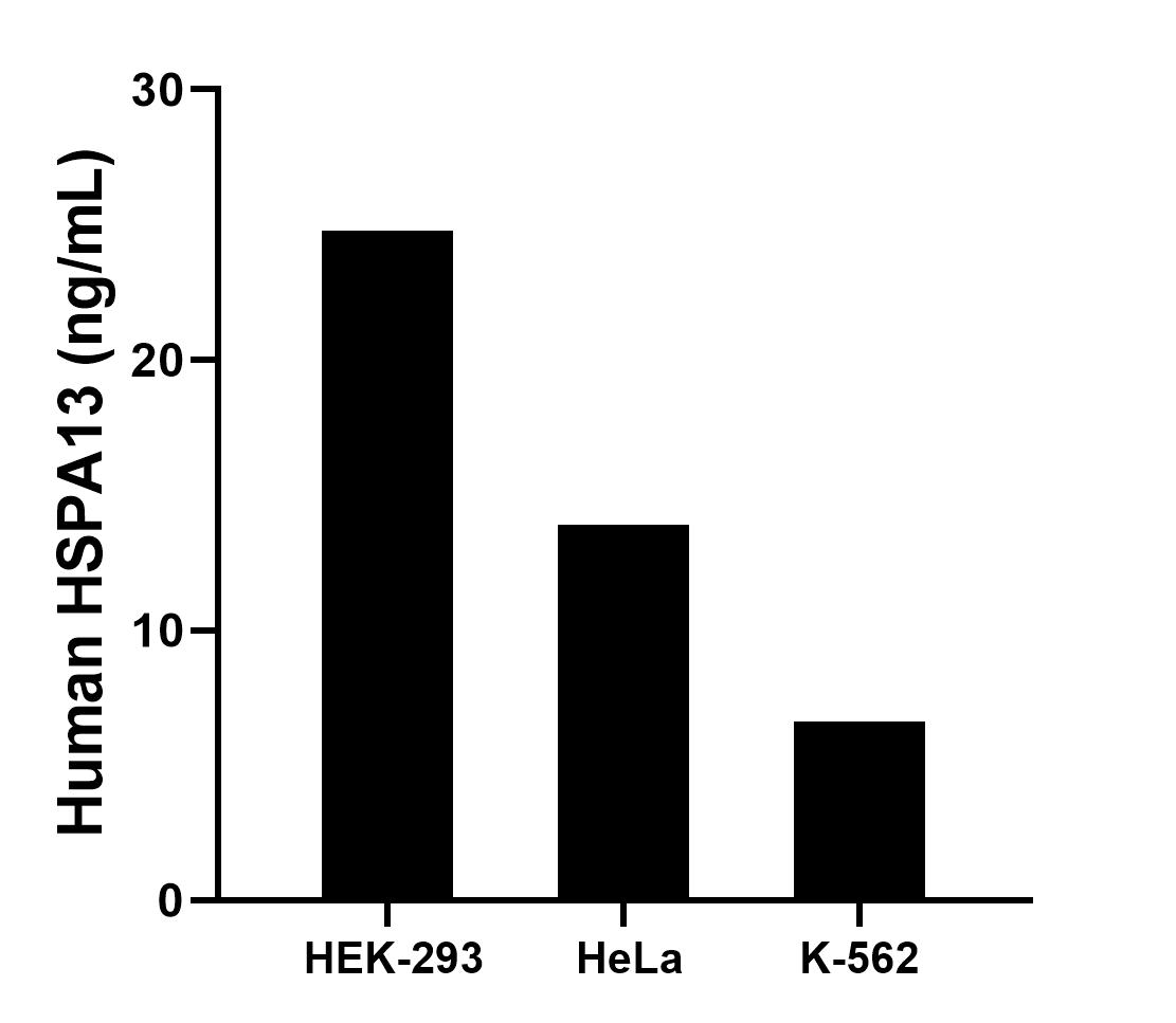The mean HSPA13 concentration was determined to be 24.8 ng/mL in HEK-293 cell extract based on a 1.2 mg/mL extract load, 13.9 ng/mL in HeLa cell extract based on a 1.2 mg/mL extract load, 6.6 ng/mL in K-562 cell extract based on a 1.2 mg/mL extract load. Cytometric bead array sample test of MP01302-3