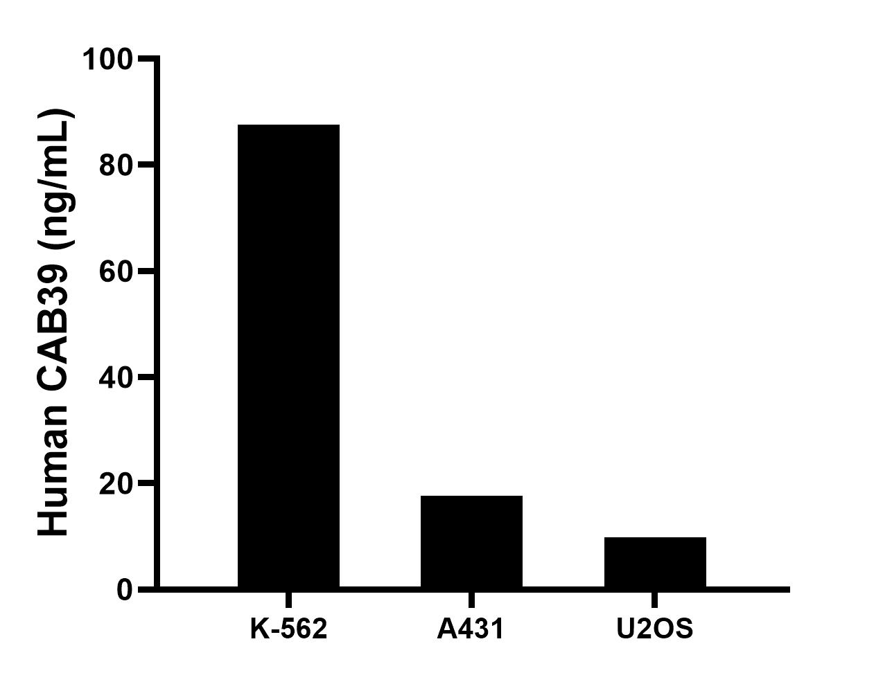 The mean CAB39 concentration was determined to be 87.6 ng/mL in K-562 cell extract based on a 1.2 mg/mL extract load, 17.6 ng/mL in A431 cell extract based on a 1.5 mg/mL extract load, 9.9 ng/mL in U2OS cell extract based on a 1.5 mg/mL extract load.