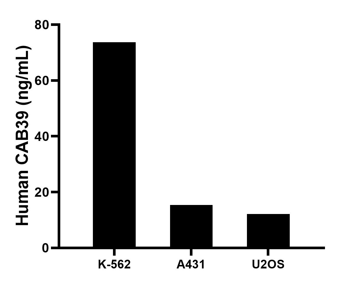 The mean CAB39 concentration was determined to be 73.7 ng/mL in K-562 cell extract based on a 1.2 mg/mL extract load, 15.4 ng/mL in A431 cell extract based on a 1.5 mg/mL extract load, 12.1 ng/mL in U2OS cell extract based on a 1.5 mg/mL extract load.
