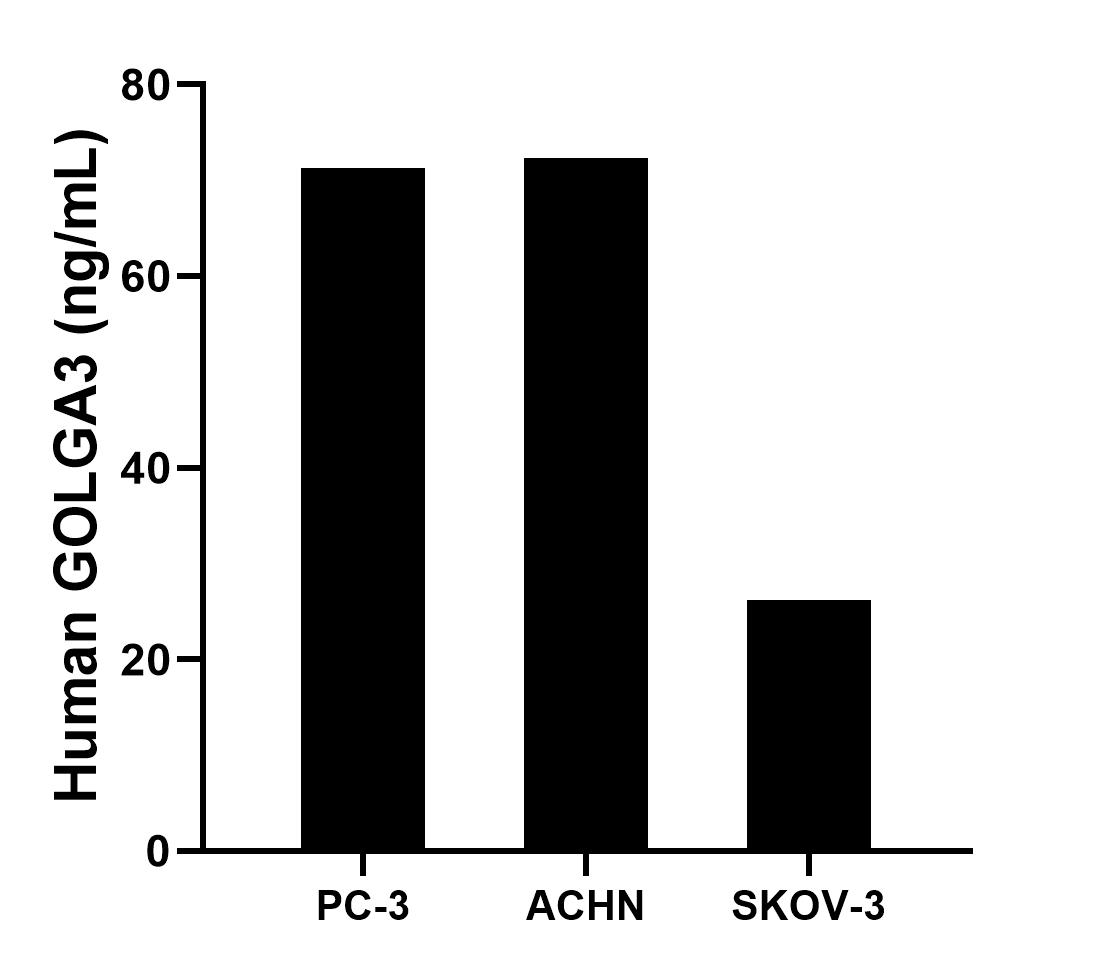 The mean GOLGA3 concentration was determined to be 71.3 ng/mL in PC-3 cell extract based on a 1.2 mg/mL extract load, 72.3 ng/mL in ACHN cell extract based on a 1.2 mg/mL extract load, 26.2 ng/mL in SKOV-3 cell extract based on a 1.7 mg/mL extract load. Cytometric bead array sample test of MP01705-2