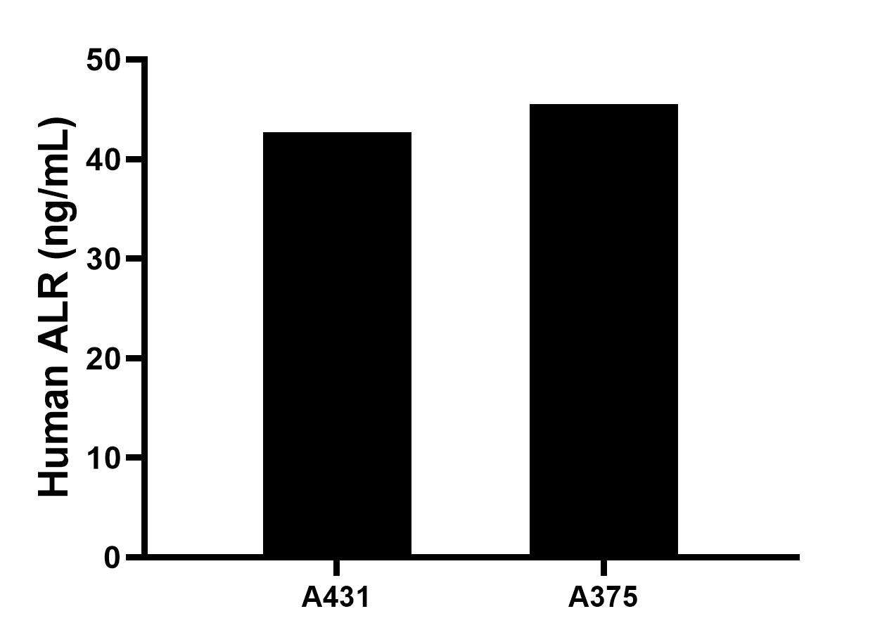 The mean ALR concentration was determined to be 42.7 ng/mL in A431 cell extract based on a 1.5 mg/mL extract load, 45.5 ng/mL in A375 cell extract based on a 1.6 mg/mL extract load. The mean ALR concentration was determined to be 42.7 ng/mL in A431 cell extract based on a 1.5 mg/mL extract load, 45.5 ng/mL in A375 cell extract based on a 1.6 mg/mL extract load.