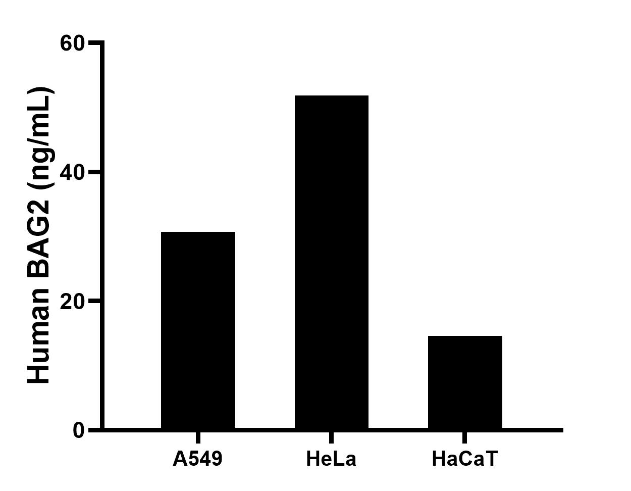 The mean BAG2 concentration was determined to be 30.7 ng/mL in A549 cell extract based on a 1.2 mg/mL extract load, 51.8 ng/mL in HeLa cell extract based on a 1.2 mg/mL extract load, 14.6 ng/mL in HaCaT cell extract based on a 1.4 mg/mL extract load.
