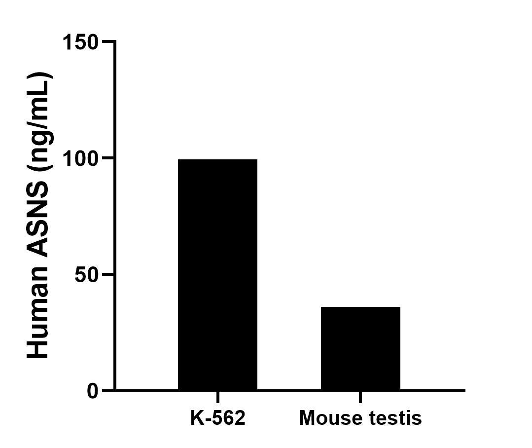 Cytometric bead array sample test of MP02189-1