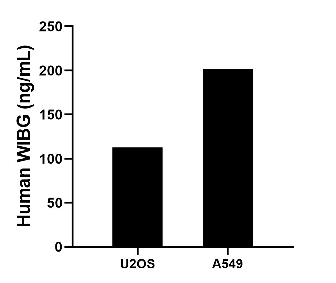 The mean WIBG concentration was determined to be 112.9 ng/mL in U2OS cell extract based on a 1.2 mg/mL extract load, 201.7 ng/mL in A549 cell extract based on a 1.2 mg/mL extract load. Cytometric bead array sample test of MP02733-1