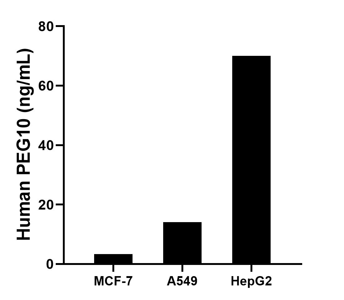 The mean PEG10 concentration was determined to be 3.3 ng/mL in  MCF-7  cell extract based on a 1.2 mg/mL extract load, 14.1 ng/mL in A549 cell extract based on a 1.2 mg/mL extract load, 70.0 ng/mL in HepG2 cell extract based on a 1.2 mg/mL extract load.