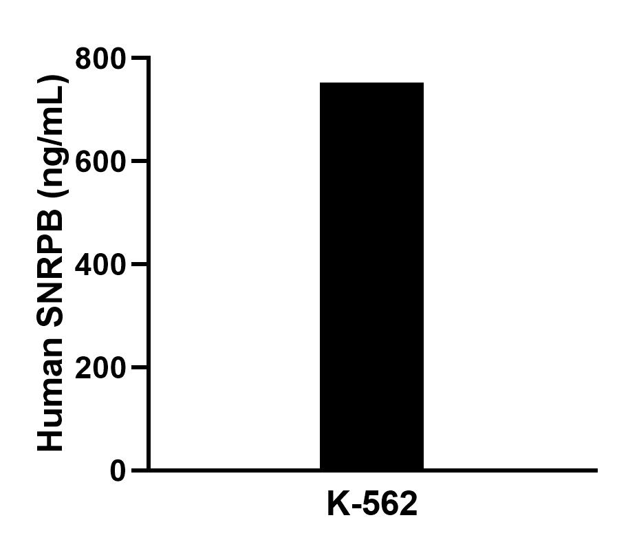 The mean SNRPB concentration was determined to be 760.2 ng/mL in K-562 cell extract based on a 1.2 mg/mL extract load. Cytometric bead array sample test of MP02787-1