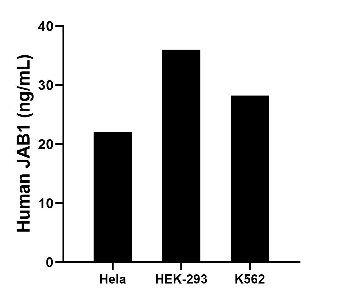 The mean JAB1 concentration was determined to be 22.0 ng/mL in Hela cell extract based on a 1.2 mg/mL extract load,  36.0 ng/mL in HEK-293 cell extract based on a 1.2 mg/mL extract load, 28.2 ng/mL in K562 cell extract based on a 1.2 mg/mL extract load.